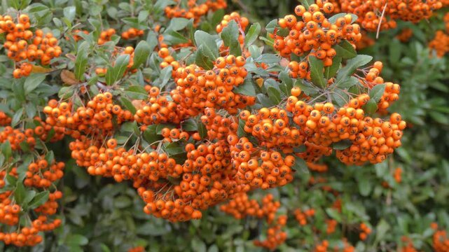 Pyracantha coccinea with red berries in an autumn park.