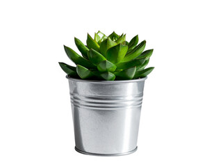  Small Succulent in Brushed Metal Pot, side view on neutral gray background