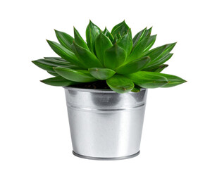  Top-Down View of Fresh Chives in Small Pot, minimal style on white background