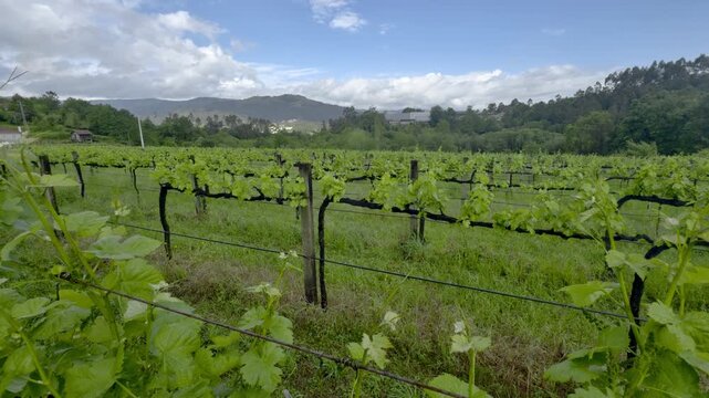 Vista de Vinha inserida entre montanhas no norte de Portugal.