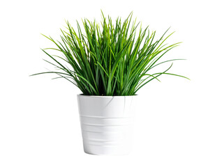  Potted Chive Plant in Modern White Ceramic Planter, side view on plain white background