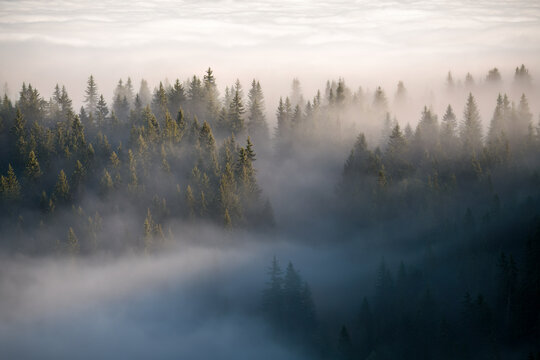 view of a misty spruce forest from the mountains at a autumn morning