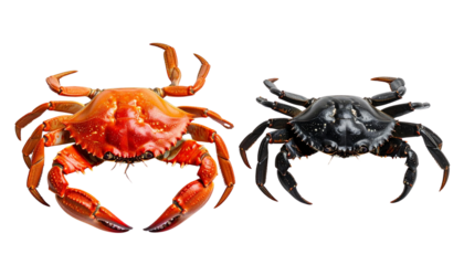 Pair of cooked and raw whole crabs isolated on transparent background