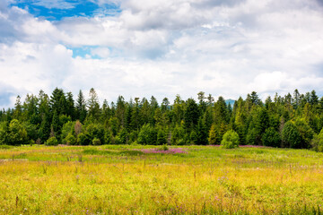 rural landscape with green field in beautiful highland of ukraine. agricultural background with...