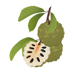 Cherimoya (Custard Apple) fruit with leaves.