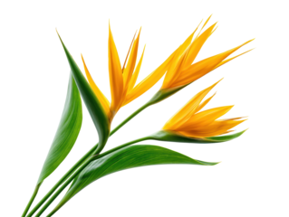 Vibrant Yellow Bird Paradise Flowers with Green Foliage