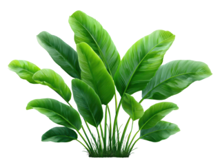 Vibrant Green Glossy Leaves Cluster