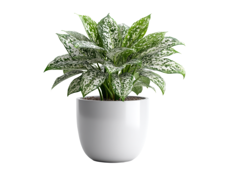 Healthy Variegated Leaf Plant White Pot