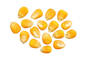 Pile of Yellow Corn Kernels Close Up with a Black Background