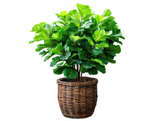 Naklejka premium Lush Green Indoor Plant Woven Basket Pot