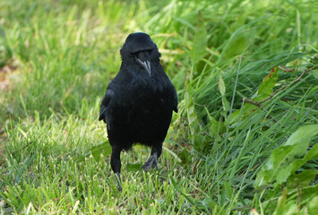 a european carrion crow (corvus corone) is standing in tall green grass