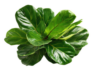 Obraz premium Vibrant Green Glossy Foliage with Prominent Veins