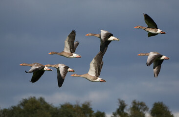 a flock of wild greylag geese (anser anser) is flying across a cloudy sky