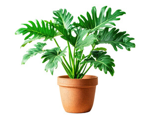 Fototapeta premium Lush Green Foliage Terracotta Pot White Background