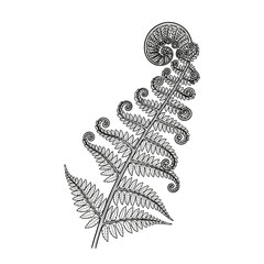  Intricate Fern Leaf Line Art Illustration