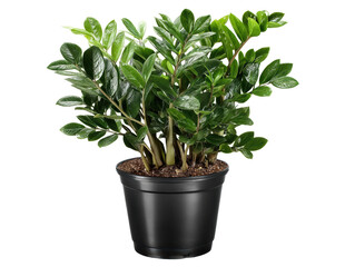 Healthy Green Indoor Plant Black Pot