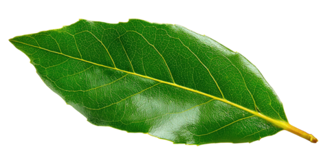 Close-up of a glossy, vibrant green leaf with prominent veins and a smooth, elegant shape