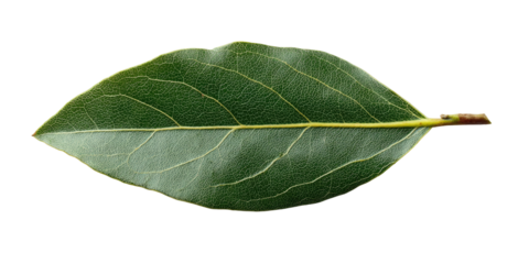 A single green, elongated leaf with visible veins, stem, and sharp edges isolated on black background