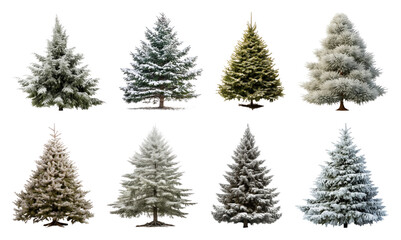 Fototapeta premium PNG Snow-covered evergreen trees collection, element set on transparent background