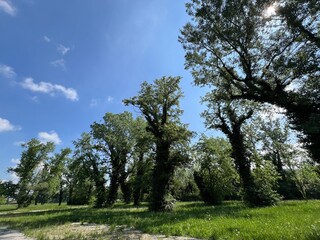 Obraz premium Park-forest by Zagreb's Jarun Lake or the park around Lake Jarun (Zagreb, Croatia) - Park-šuma uz zagrebačko Jarunsko jezero ili perivoj oko jezera Jarun (Zagreb, Hrvatska)