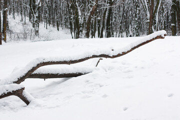 Huge branches of a fallen tree are covered with snow, against the background of a snow-covered forest. Winter landscape with snowdrifts. High quality photo