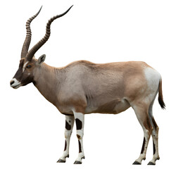 Fototapeta premium Stunning Addax with majestic spiraled horns gracefully posing, wildlife conservation imagery promoting desert animal preservation and unique fauna awareness