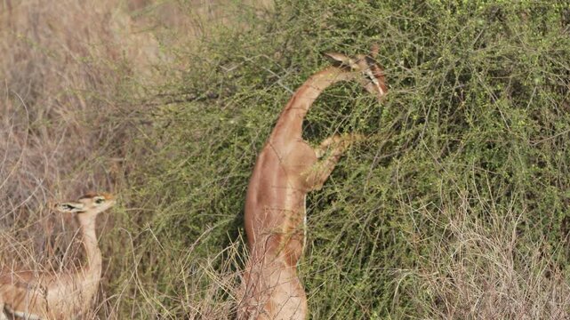 A gerenuk stands upright on hind legs to browse leaves from a bush in Samburu, showcasing its unique feeding behavior.