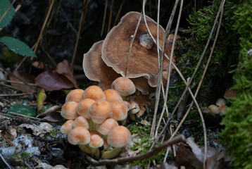 two types of small mushrooms growing together on a dark mossy forest floor