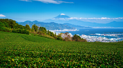 Landscape image of Mt. Fuji with green tea field at daytime in Shizuoka, Japan.