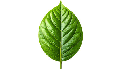 Fresh Green Cocoa Leaf Isolated on Transparent Background