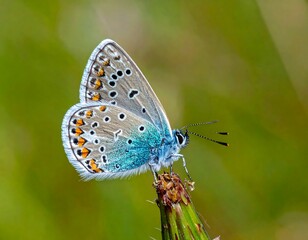 Obraz premium A close-up photograph showcases a vibrant butterfly with blue and orange patterns on its wings, perched delicately on a plant stem against a blurry green background