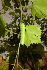 Elephant Hawk-moth larva crawling on grape leaves
