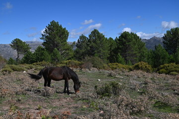 Fototapeta premium autour d'Aullène-Corse du Sud