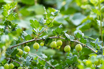 Green ripe gooseberries on a bush in the garden.