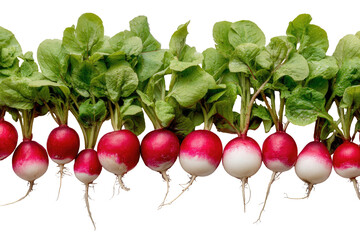 A row of freshly harvested radishes with vibrant red and white roots and lush green leaves