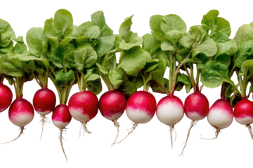 A row of freshly harvested radishes with vibrant red and white roots and lush green leaves