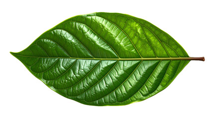 Detailed Close-Up of Fresh Tropical Green Leaf with Visible Veins