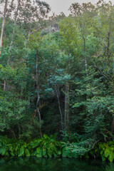 A dense, verdant forest of tall trees