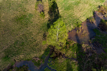 Bright green birch tree stands out in an aerial view of a vibrant spring landscape with a winding stream and grassy fields