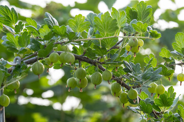 Green ripe gooseberries on a bush in the garden.