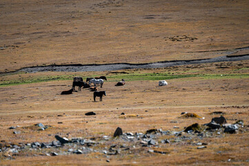 Several horses on the yellow grassland in autumn