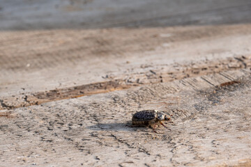 Marble beetle on a wooden board, a dangerous pest of gardens and vegetable gardens.