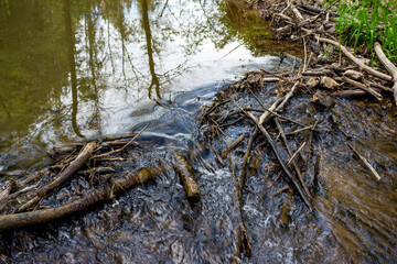 Fototapeta premium A wild makeshift dam of logs and branches creates a small cascade in a forest stream. Water rushes over the woody debris, with tree reflections above