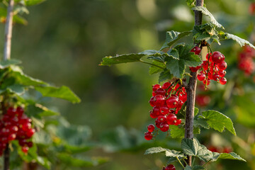 Red currant berries on a bush in the garden.