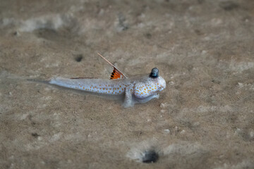 Mudskippers are an amphibious fish from the subfamily Oxudercinae, of goby family Oxudercidae. Known for their unusual body, living in semiaquatic habitats, limited terrestrial locomotion and jumping