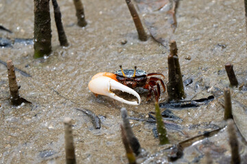 Fiddler crab adult male portrait with big claw in Borneo Rainforest mangroves 