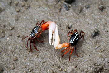 Fiddler crab adult males fighting with big claw in Borneo Rainforest mangroves 