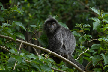 Silver langur portrait in Borneo Rainforest in Bako National Park 