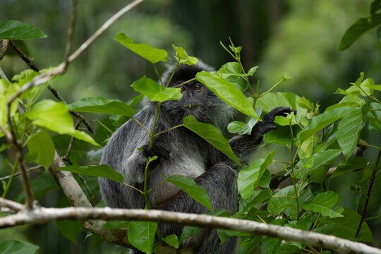 Silver langur hiding behind a tree in Borneo Rainforest in Bako National Park 
