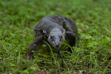 Monitor lizard portrait in Borneo Rainforest in Sapi Island 